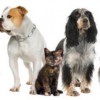 Cherish Your Pets