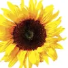 Sunflower Nursery