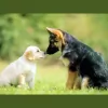 Happy Tails Pet Carers