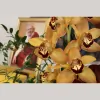 Dechen London: Sakya Buddhist Centre
