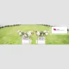 Lantallack Weddings