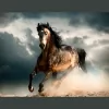 High Fashion Equine