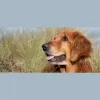 Amberley Kennels