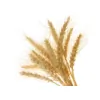 Barley Rise