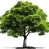Orchard Funeral Services