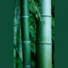 Shiatsu Health