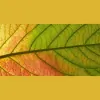 Amanda Falkson Psychotherapy & Counselling