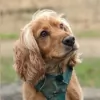 GO Waggy Tails