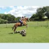 Bank House Equestrian