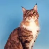 Kitty Kare