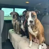 Swaggle Dogs