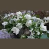 Acanthus