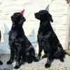 Pembrokeshire Farm Holiday Cottages