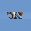 C.S.J Freeman & Son Roofing Specialists