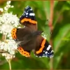 Butterflies Beauty Therapy