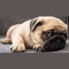 Grumble Groomers