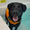 Aquatic Canine Therapy