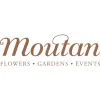 Moutan Flowers