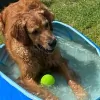 Can Rover Come Over