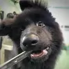 Watt-A-Dog Grooming