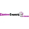 Canine Capers of Chester