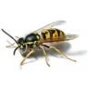 MerseyPest