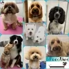 Poochies Dog Grooming