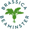 Brassica Beaminster