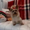 Pooch Dog Spa