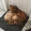 Claws and Paws