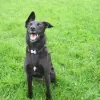TynePets