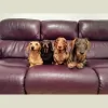 Pet Carers