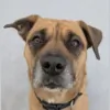 Allenwood Kennels