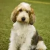 Avalonkennels