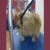 Hair Off The Dog Groomers