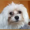 Lily's Mobile Dog Grooming