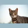 Topcat Boarding Cattery