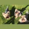Happy Tails Dog Grooming