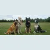 A D Astra Kennels & Cattery