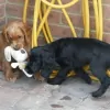Bedima Boarding Kennels