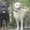 Home Boarding Kennels