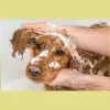Pampering 4 Paws