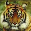 Bengal Bite