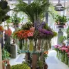 Phillo Flowers