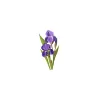 Iris Clinic