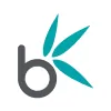 Bamboo Nine
