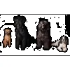 Canis Finest Dog Grooming