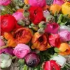 Lorna Davies Florist