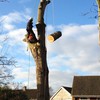 Green Way Tree Surgery