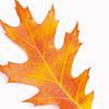 Wildewood Tree Services
